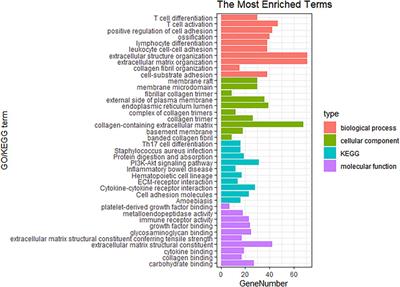 Cancer-associated fibroblast-related gene signatures predict survival and drug response in patients with colorectal cancer